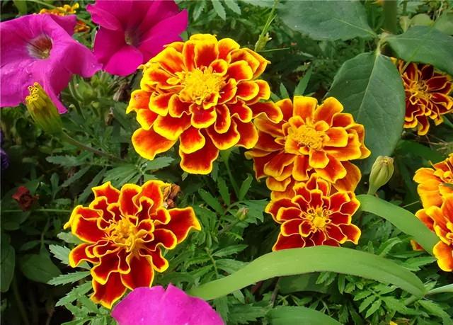 常见绿植花卉及名称大全（100种常见室内绿植）(68)
