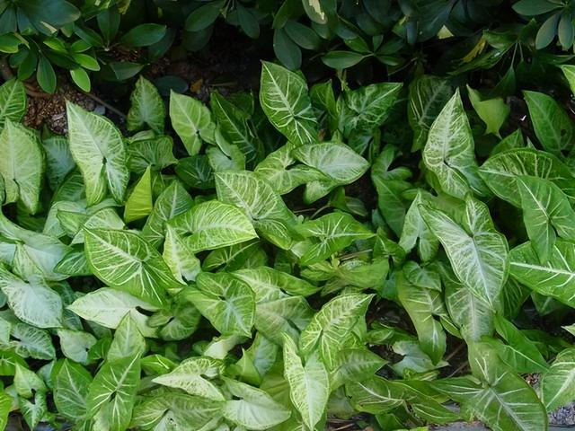 常见绿植花卉及名称大全（100种常见室内绿植）(28)