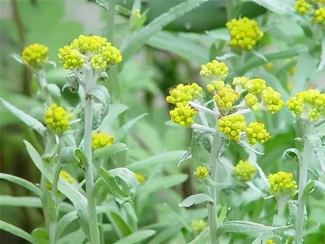 常见绿植花卉及名称大全（100种常见室内绿植）(88)