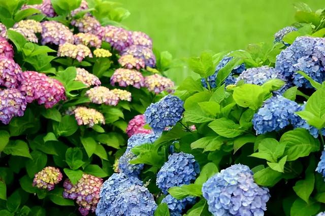 常见绿植花卉及名称大全（100种常见室内绿植）(27)