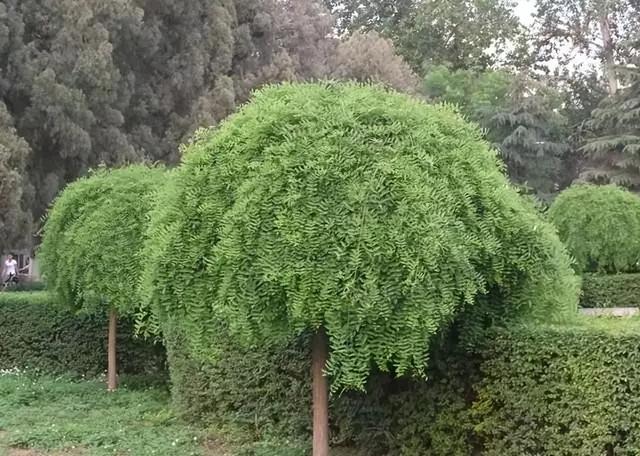 常见绿植花卉及名称大全（100种常见室内绿植）(71)