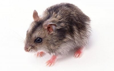 ​生活小妙招:只需要一些厨房里食材就能将老鼠家族连根拔起!