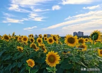 ​一个人去华山旅游费用大概需要多少钱？