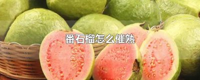 ​番石榴怎么催熟