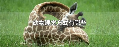 ​动物睡觉方式有哪些