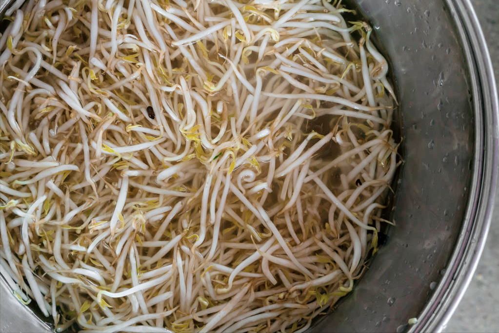 绿豆芽怎么种发芽最快（发绿豆芽的步骤详解）
