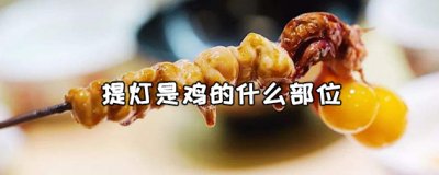 ​提灯是鸡的什么部位（鸡提灯是哪里）