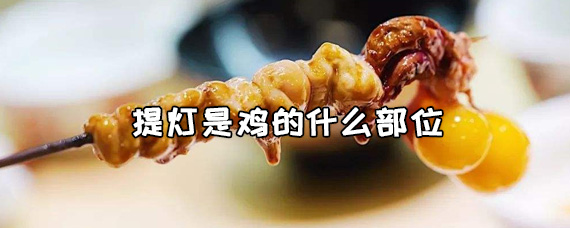 提灯是鸡的什么部位，鸡提灯是哪里