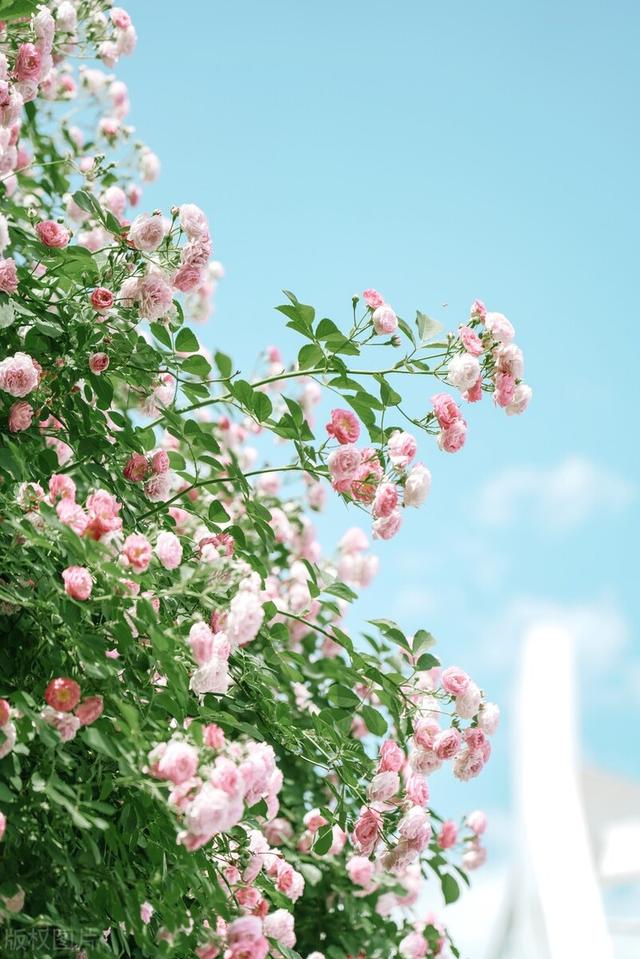 两句三年得一吟双泪流出自哪里（贾岛二句三年得）(5)