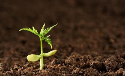 ​土壤肥料的选择方法 土壤肥料自制方法