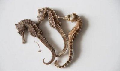 市面上最昂贵的三种中药材(石斛为什么会这么贵)