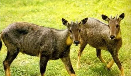 麝香取了之后麝会死,麝香囊被割还能再长吗图2