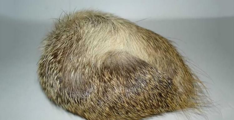 雄麝被取香后会死吗