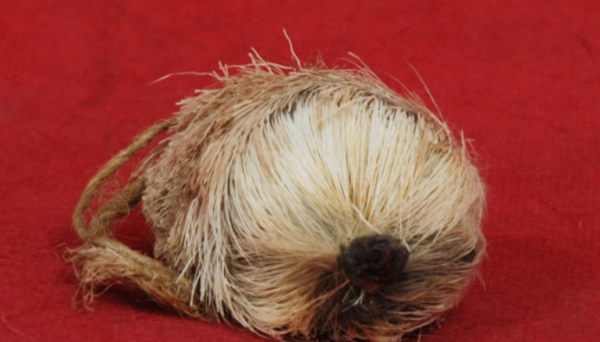 麝香取了之后麝会死,麝香囊被割还能再长吗图4