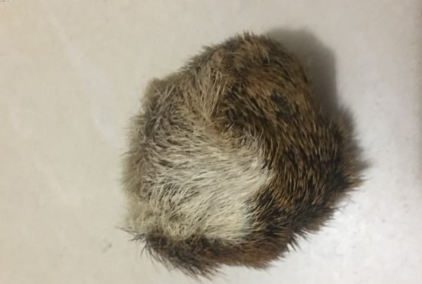 麝香取了之后麝会死,麝香囊被割还能再长吗图6