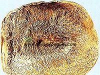 麝香囊被割还能再长吗