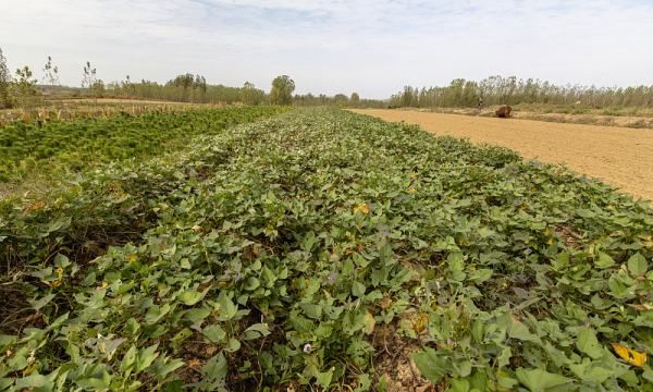 番薯叶是红薯叶,红薯叶和地瓜叶一样吗图2