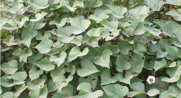 番薯叶是红薯叶,红薯叶和地瓜叶一样吗图7