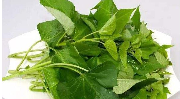 番薯叶是红薯叶,红薯叶和地瓜叶一样吗图8