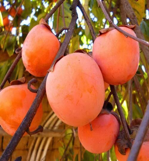 野柿子树与老鸦柿区别,金弹子长什么样怎么区别?图5