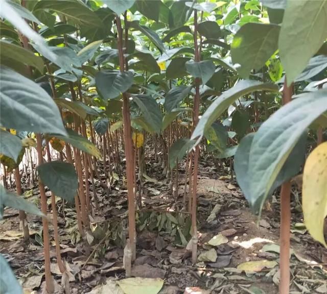 野柿子树与老鸦柿区别,金弹子长什么样怎么区别?图4