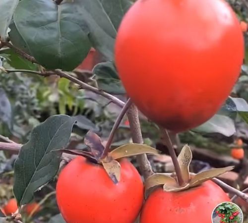 金弹子长什么样怎么区别