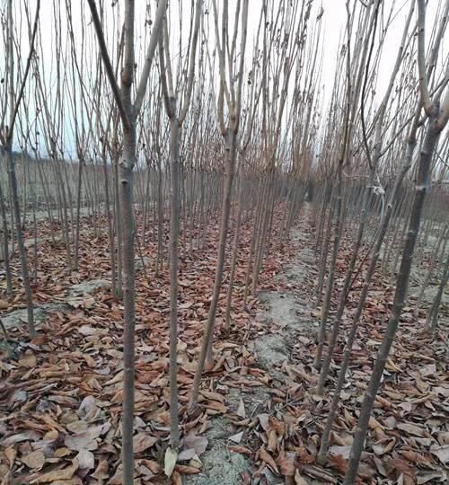 野柿子树与老鸦柿区别,金弹子长什么样怎么区别?图6