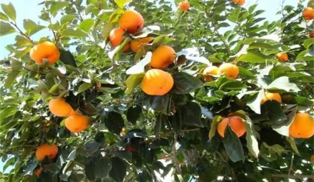 野柿子树与老鸦柿区别,金弹子长什么样怎么区别?图3