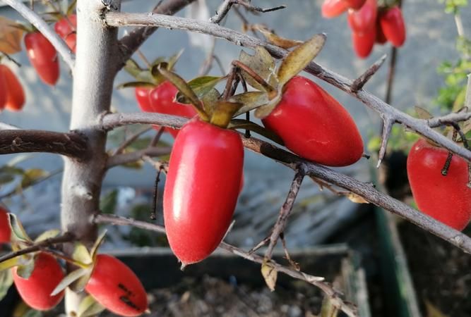 老鸦柿如何人工授粉