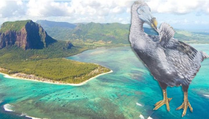 渡渡鸟什么时候灭绝的(渡渡鸟真正的灭绝原因)