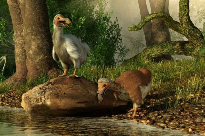 渡渡鸟什么时候灭绝的(渡渡鸟真正的灭绝原因)