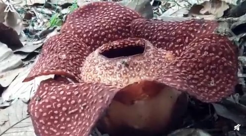 并蹄莲图片 双生花（快速了解什么是并蹄莲）