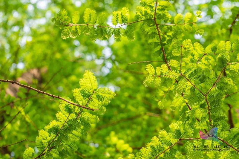 并蹄莲图片 双生花（快速了解什么是并蹄莲）
