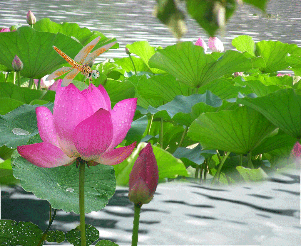 并蹄莲图片 双生花（快速了解什么是并蹄莲）