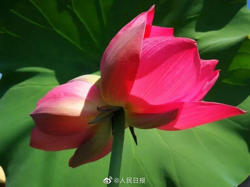 并蹄莲图片 双生花（快速了解什么是并蹄莲）