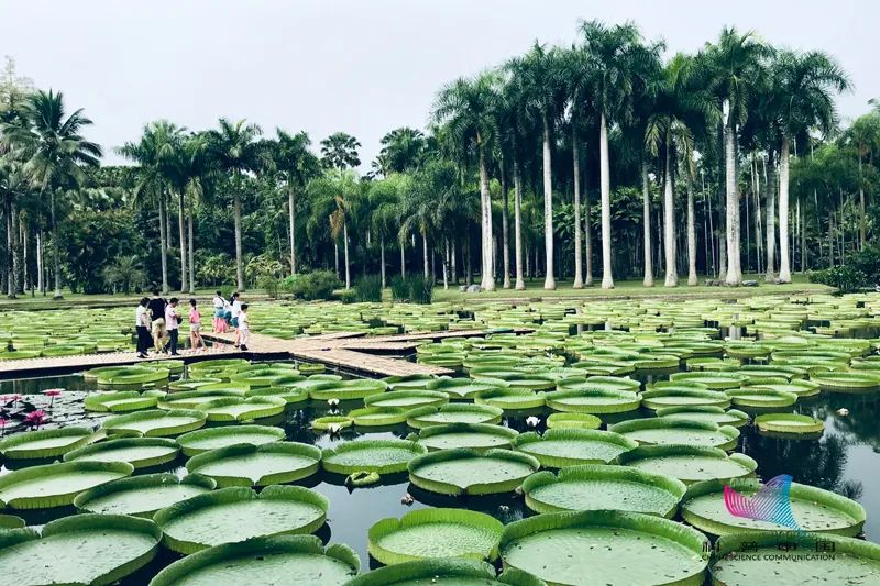 并蹄莲图片 双生花（快速了解什么是并蹄莲）