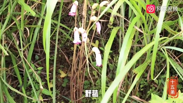 并蹄莲图片 双生花（快速了解什么是并蹄莲）