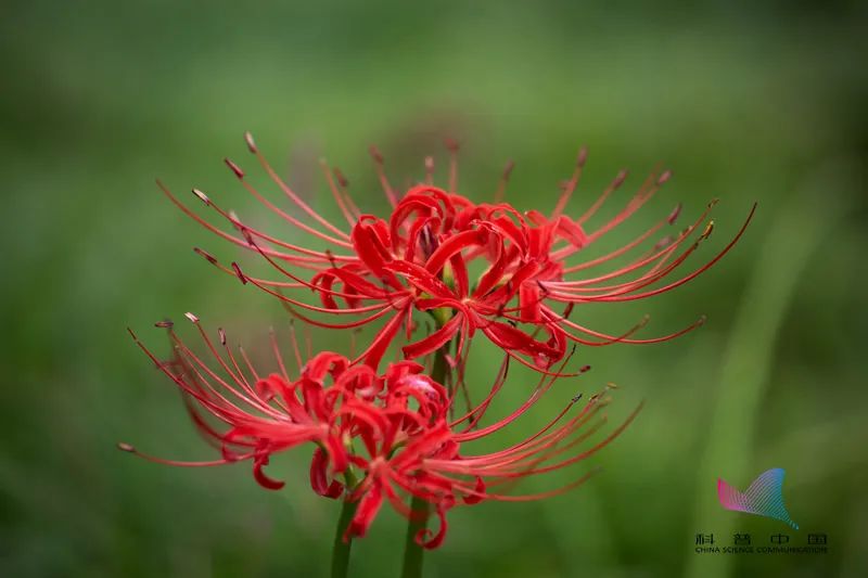 并蹄莲图片 双生花（快速了解什么是并蹄莲）
