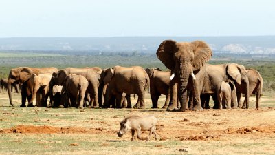 ​《黑象》｜每一次的骑象，都促使一个大象家族的支离破碎
