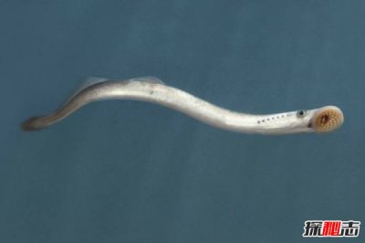 ​七鳃鳗为什么叫僵尸鱼 致命之吻让人胆寒（密恐慎入）