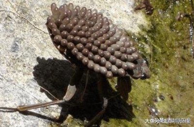 真正的“尸蟞”,真实分布在我国各地,被咬后后果不堪设想