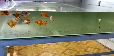 ​自制金鱼缸过滤器 ，效果需要检测和调试的