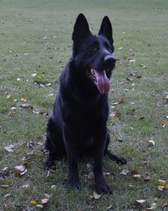 ​东德牧羊犬你听说过吗？