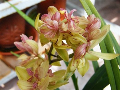 ​介绍一个四季兰名品——富山奇蝶