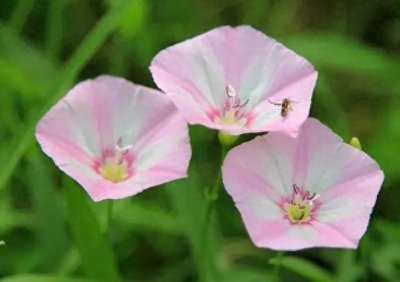 ​每天一味中草药——狗狗秧