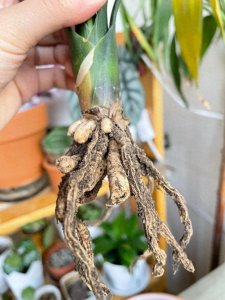 ​君子兰烂根急救指南：广东花友三步救活“谦谦君子”