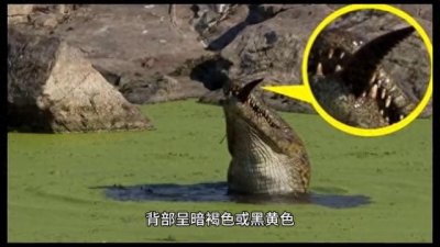 ​【科普】没有眼泪的扬子鳄，你见过吗？