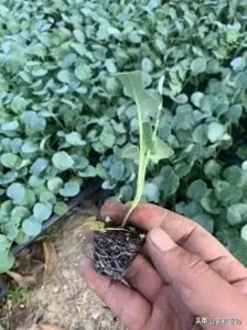 ​西兰花冬春季露地种植技术要点