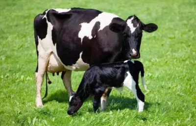 ​世界上有公奶牛吗？一只不能产奶的奶牛，牛生有多艰难？