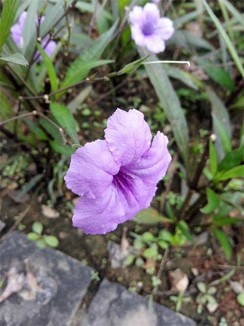 华为深圳总部场地实拍——果然大公司，够气派！